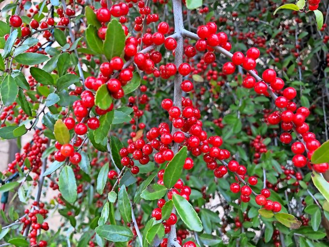 Ilex Vomitoria Tree And Red Fruits At Texarkana, Texas, Usa