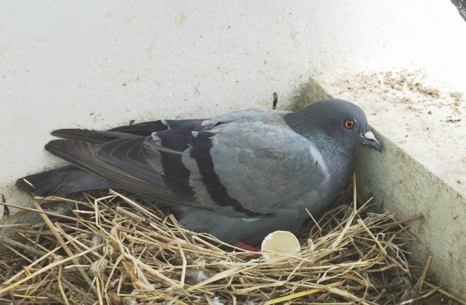 Pigeon sitting on egg in bird nest