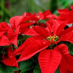 Are Poinsettias Poisonous to Cats and Dogs?