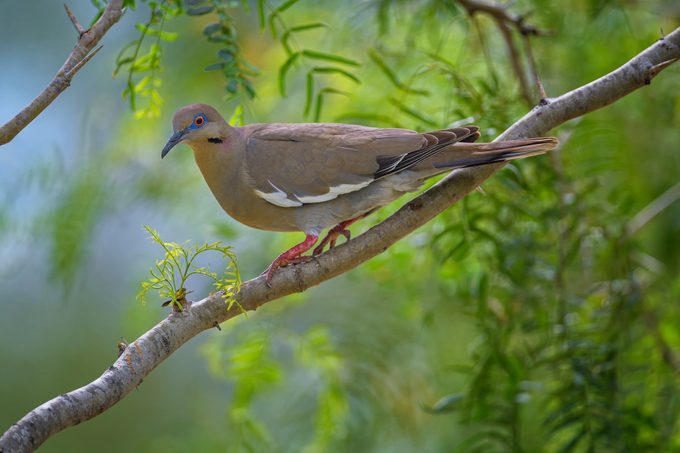 White-winged Dove perched in a tree near Rio Grande City, South Texas