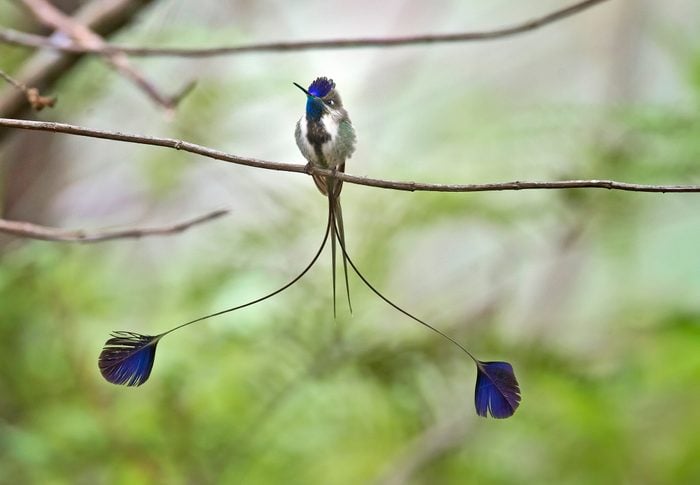 A male marvelous spatuletail hummingbird perching, bird feathers