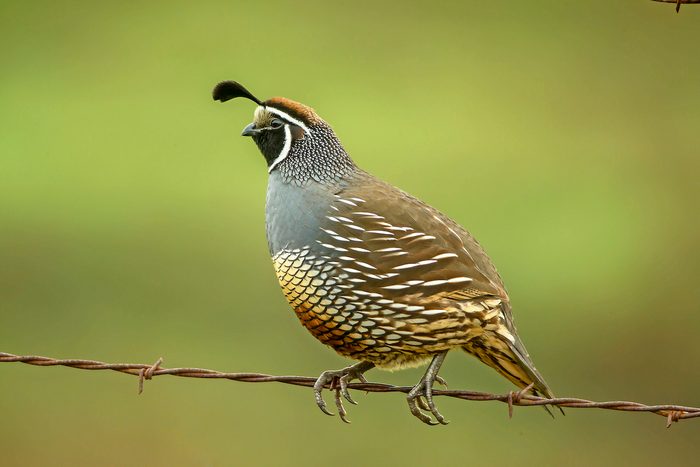 California Quail Adult Male On Wire Fence, bird feathers