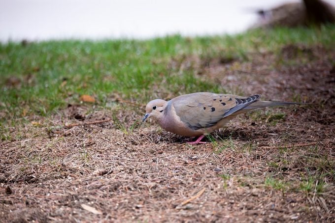 The mourning dove (Zenaida macroura) also known as the American mourning dove