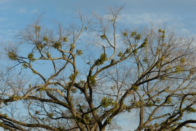 Mistletoe in a Tree in Chattanooga