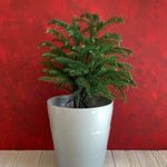 A Norfolk Island Pine Is an Adorable Mini Christmas Tree