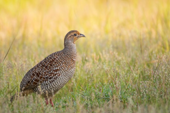 Grey Francolin,Close-up of grey partridge perching on grassy field