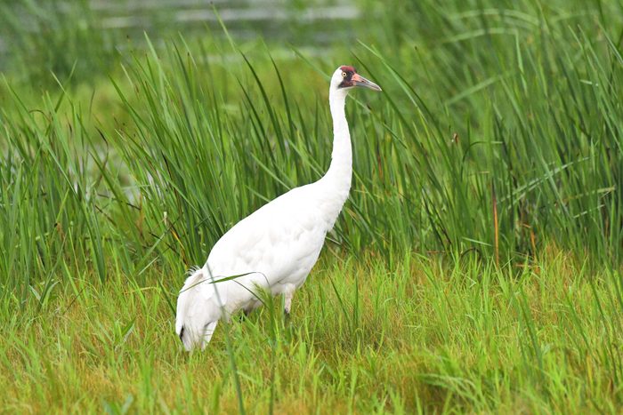 Whooping Crane,Side view of crane perching on grassy field,Horicon Marsh,Wisconsin,United States,USA
