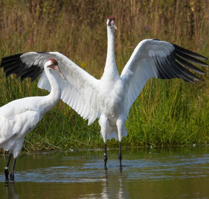 Scarce whooping crane pair in wetland setting.