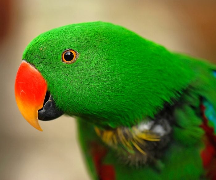 Green Parrot (eclectus Parrot)