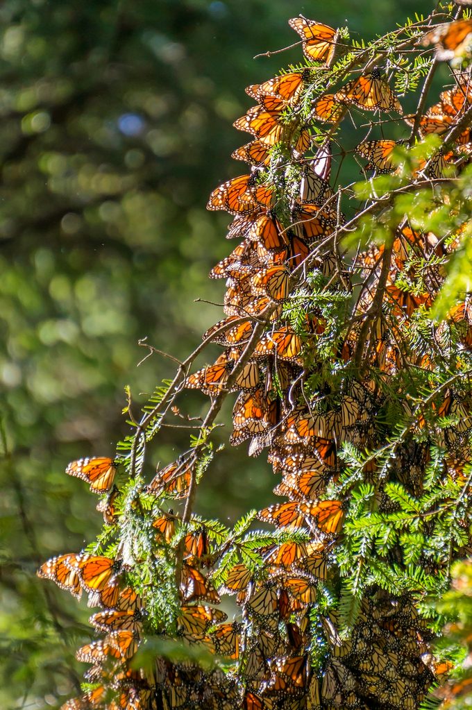 Monarch Butterflies On Tree Branch In Michoacan, Mexico