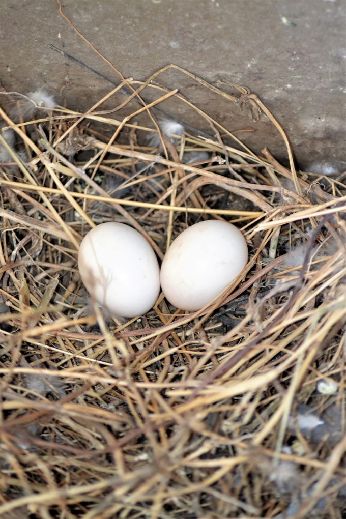 Eggs of Rock dove/pigeon/columba livia in the nest