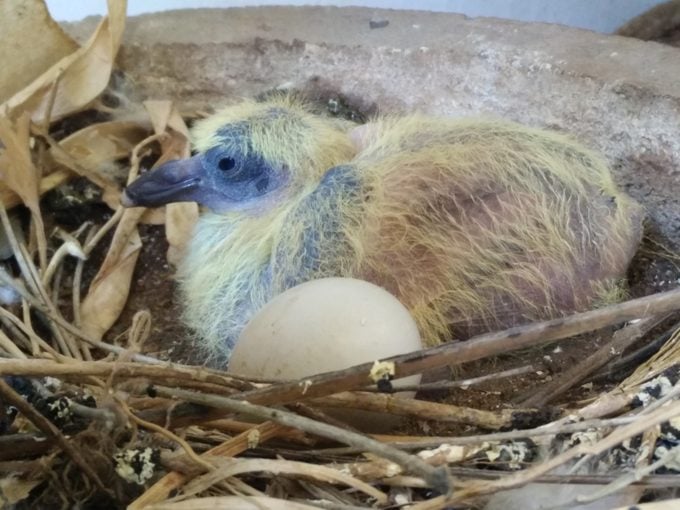 Squab baby pigeon Relaxing In Nest