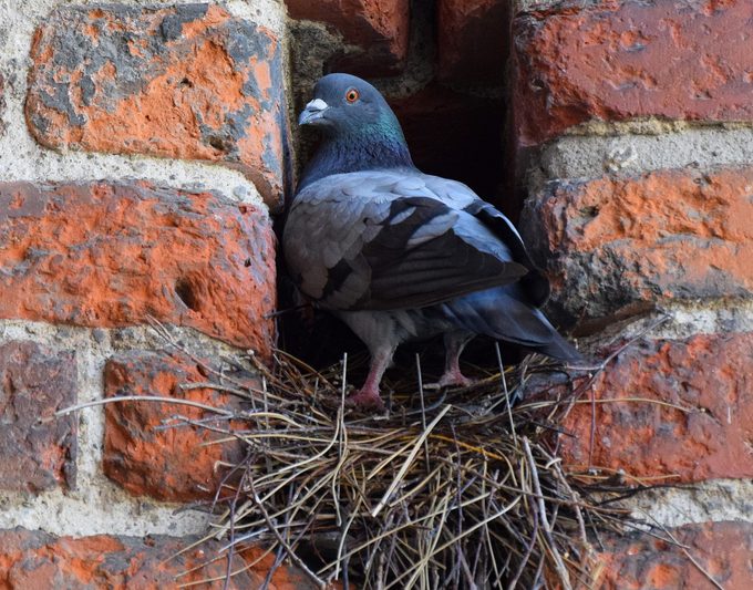 Low Angle View Of Pigeon In Nest Amidst Brick Wall