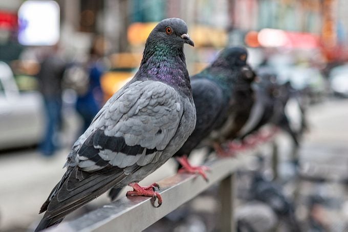 Pigeons Line Up in New York City