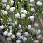 Plant Gin Fizz Juniper for a Bush Bursting With Berries