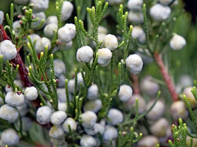A closeup of the white-green berries of a Gin Fizz juniper.