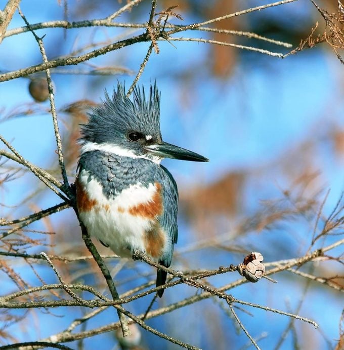 Meet the Regal Belted Kingfisher Bird - Birds and Blooms