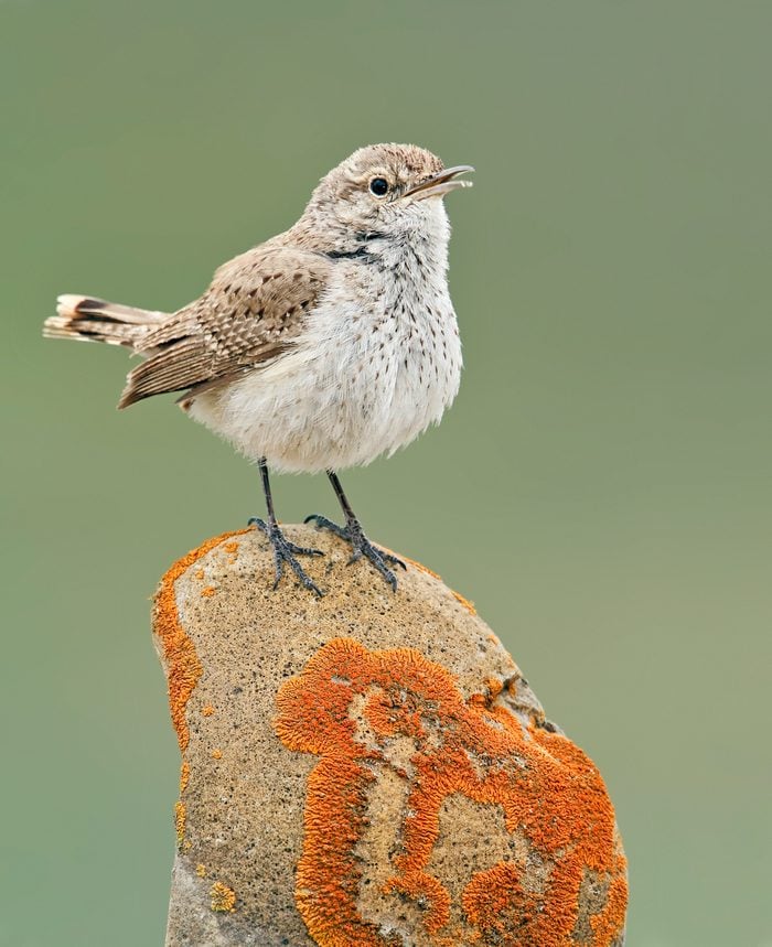 Male rock wrens sing from perches to defend their nesting territory and may belt out more than 100 types of melodies.