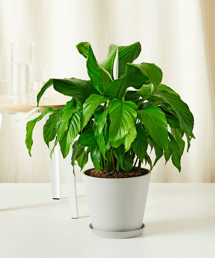 best houseplants for beginners Bloomscape Peace Lily Large Stone
