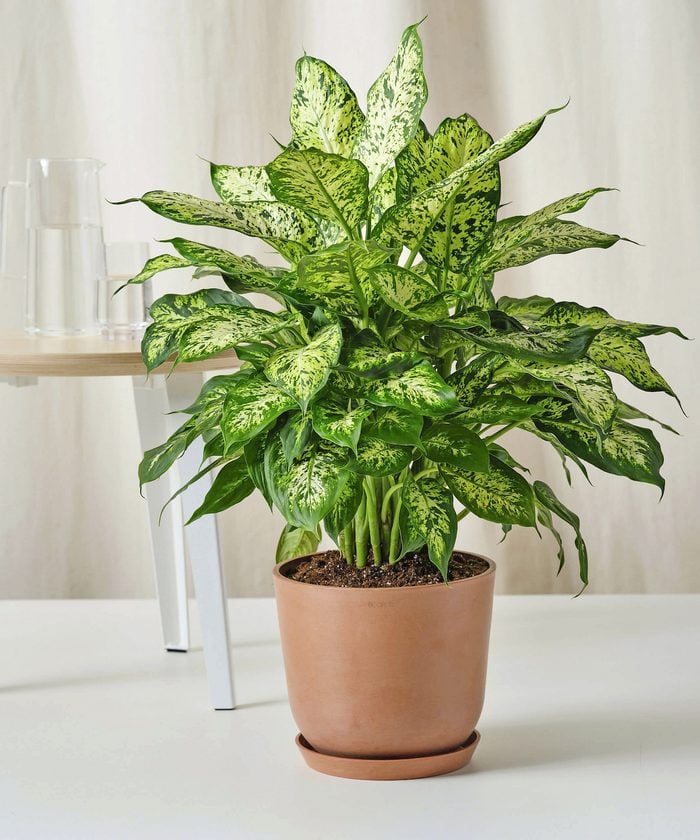 best houseplants for beginners Bloomscape Dieffenbachia 10in Clay Scaled