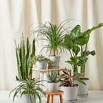 The Top 10 Best Houseplants for Beginners to Grow