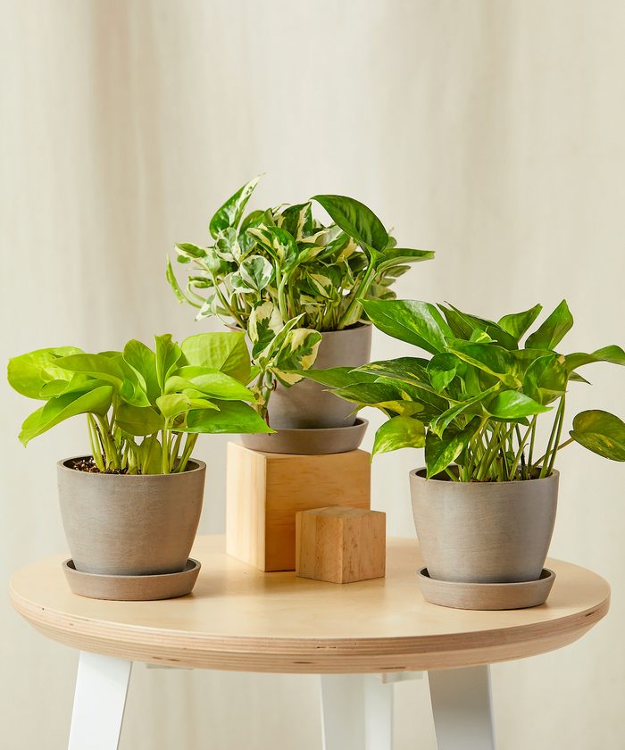 Bloomscape Pothos Collection Taupe