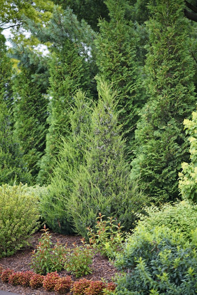 Gin Fizz juniper bushes grow in tall pyramid-like shapes and look great in pairs.
