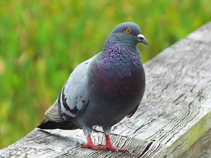 how to get rid of pigeons, Rock Pigeon (columba Livia) Standing On A Wooden Railing