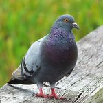 How to Get Rid of Pigeons at Bird Feeders