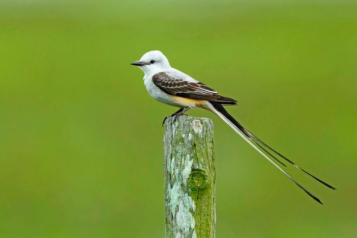 Adult,male,scissor Tailed,flycatcher,(tyrannus,forficatus),perched,on,a,wooden, bird feathers