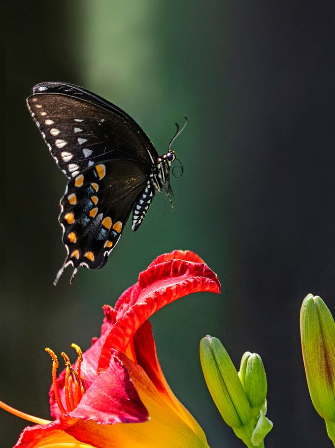 An adult spicebush swallowtail butterfly about to land on a flower.