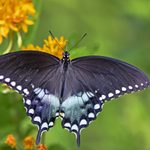 Attract Spicebush Swallowtail Butterflies and Caterpillars