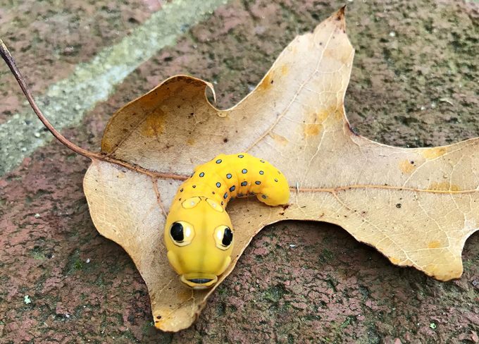 Identify spicebush swallowtail caterpillars by their large eyespots.