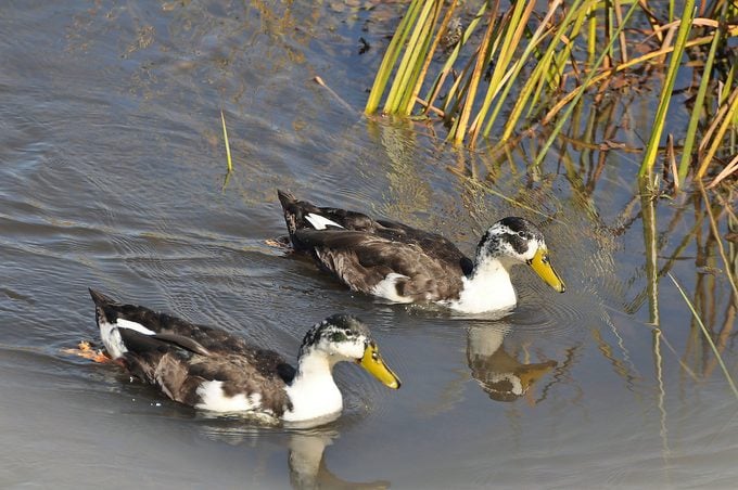 These are escaped domestic ducks. 