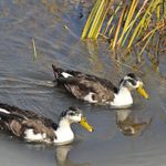 Are These Mallards Wild or Domestic Ducks?