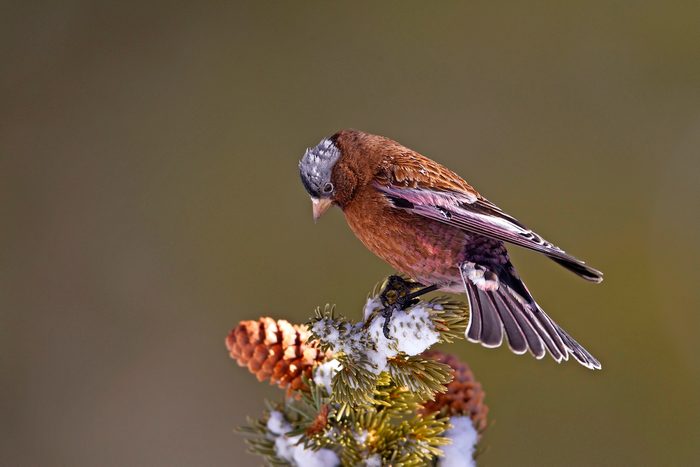 Gray Crowned Rosy Finch (9853), how do birds stay warm in winter