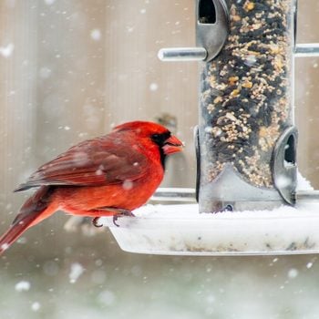 backyard birding in winter