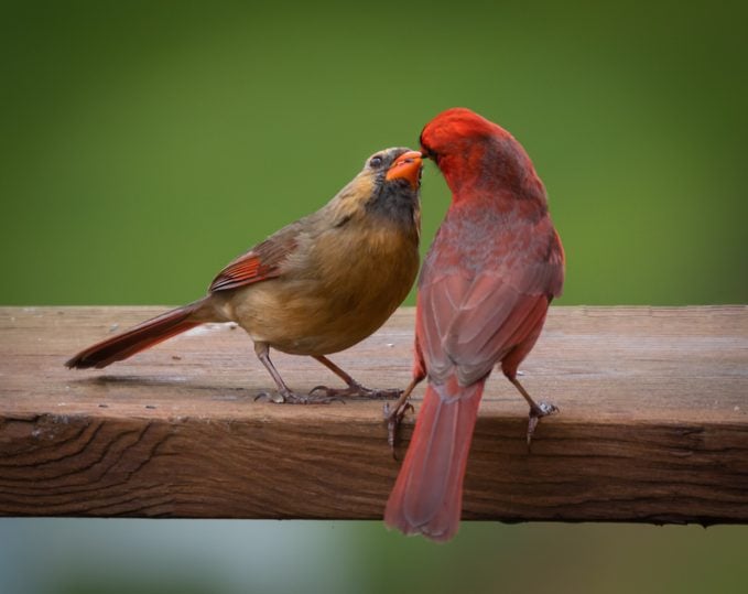 female cardinal with mate