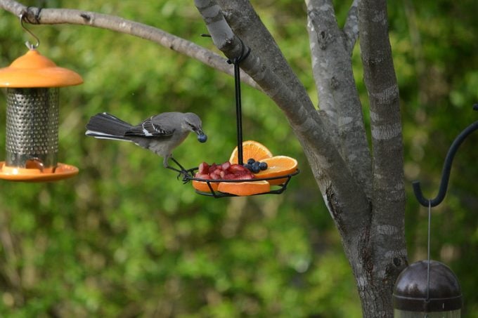 what do mockingbirds eat