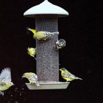 The Best Backyard Birding Tips for Small Spaces