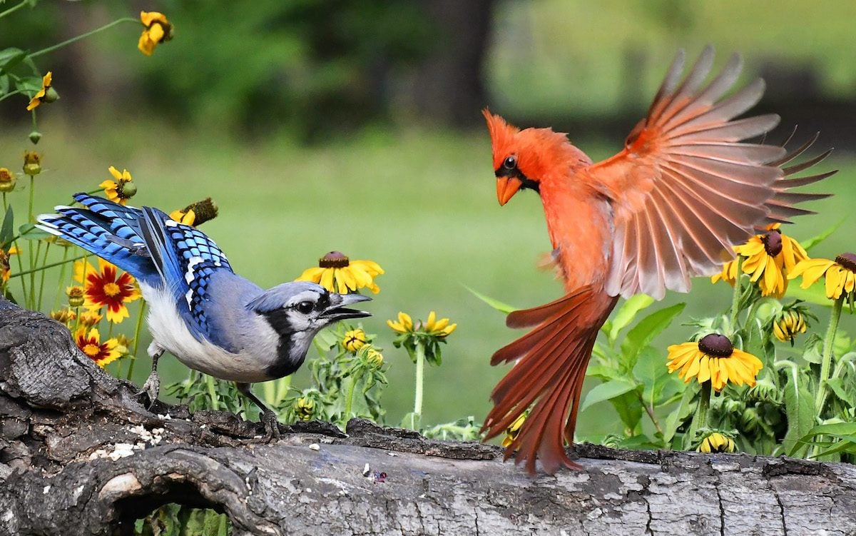 blue jay and cardinal in love