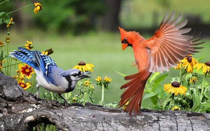 red blue jay