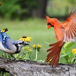 Is There a Blue Colored Cardinal Bird?