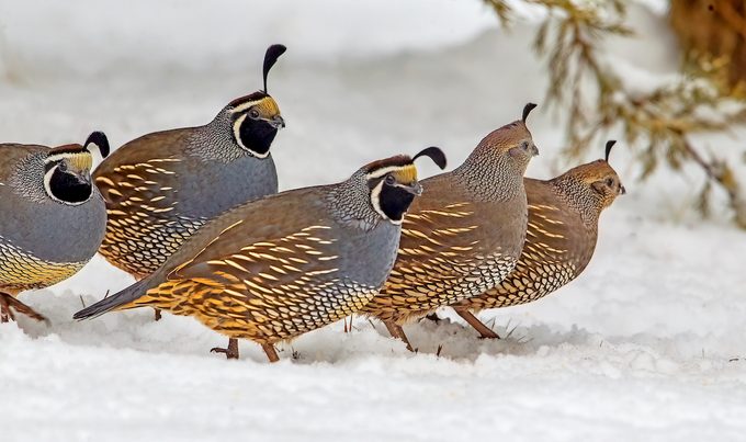 California quails 