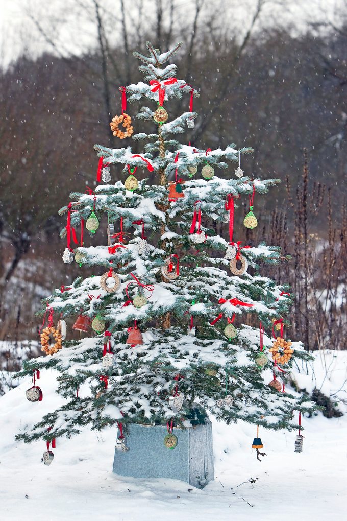 Christmas Tree In A Snow Covered Garden Adorned With Fat Balls For The Birds, Germany