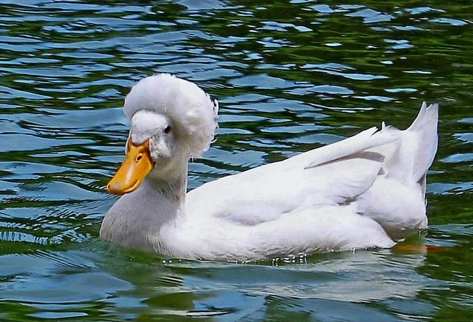 white crested duck