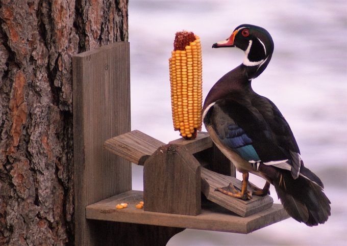 Male wood duck at a squirrel ear corn feeder