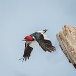 Red-Headed vs Red-Bellied Woodpecker: What’s the Difference?