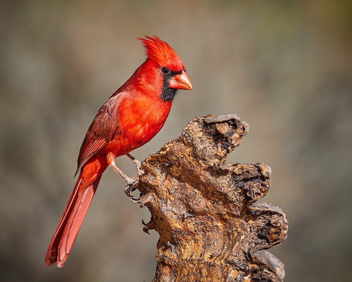 ar cardinals