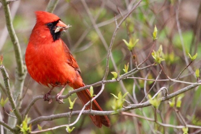 cardinal with nesting material